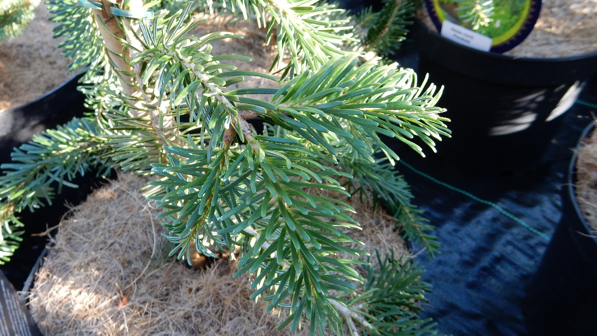 Abies nordmanniana 'Pendula' Kaukasische zilverspar