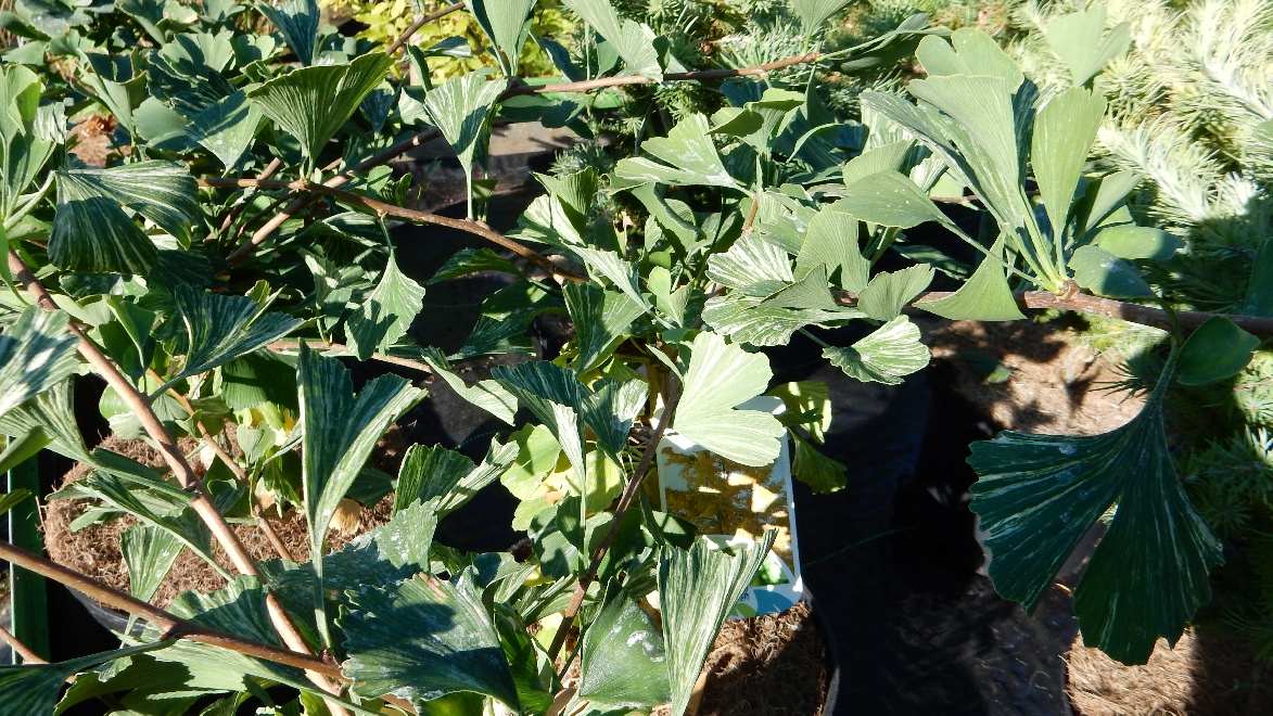 Ginkgo biloba 'Beijing Gold' Japanse Notenboom, Waaierboom, Eendepootboom