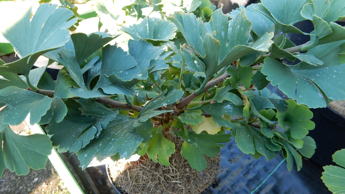 Ginkgo biloba 'Troll' Japanse Notenboom, Waaierboom, Eendepootboom