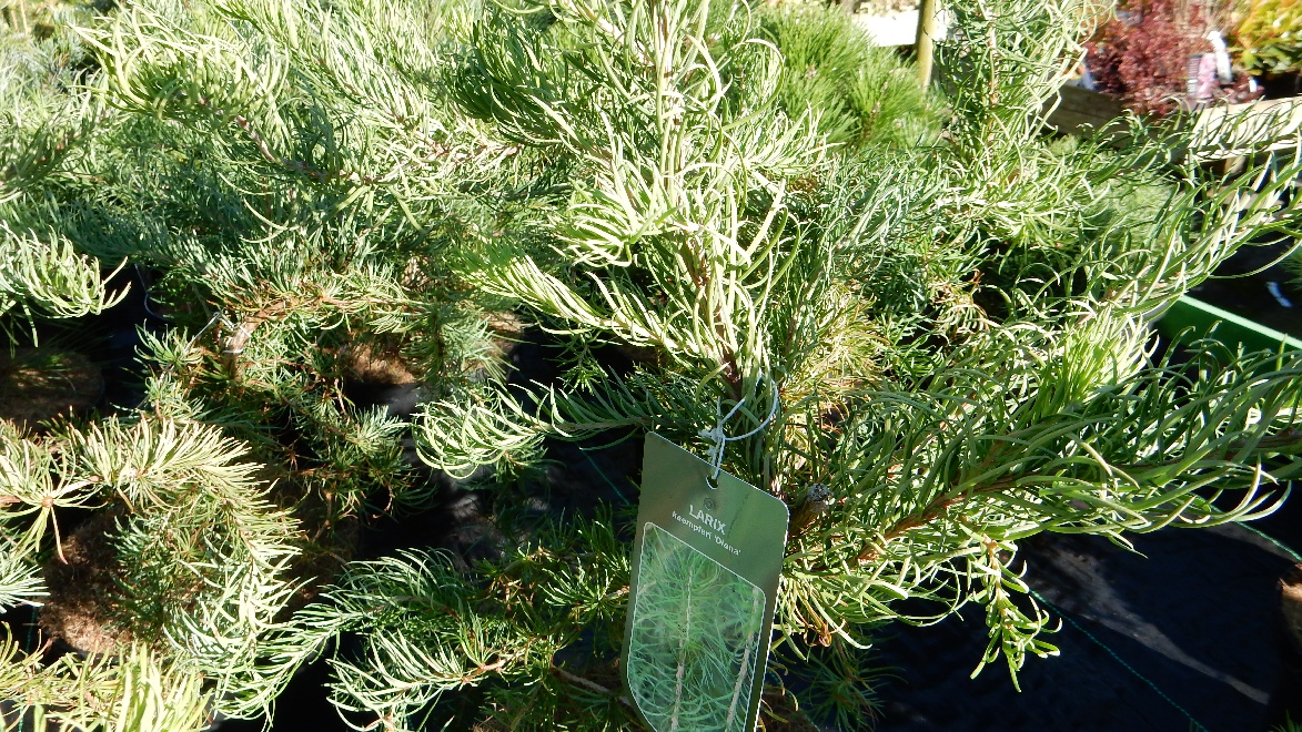 Larix kaempferi 'Diana' Dwergvormige Lork