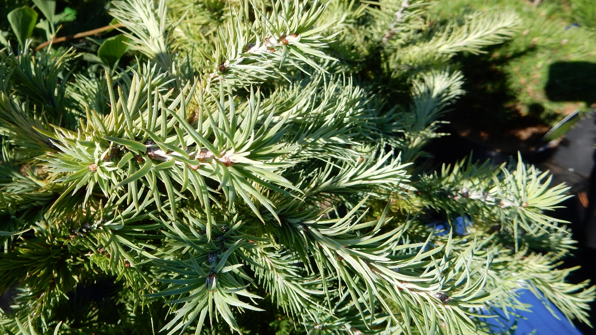 Larix kaempferi 'Grey Pearl' Dwergvormige Lork
