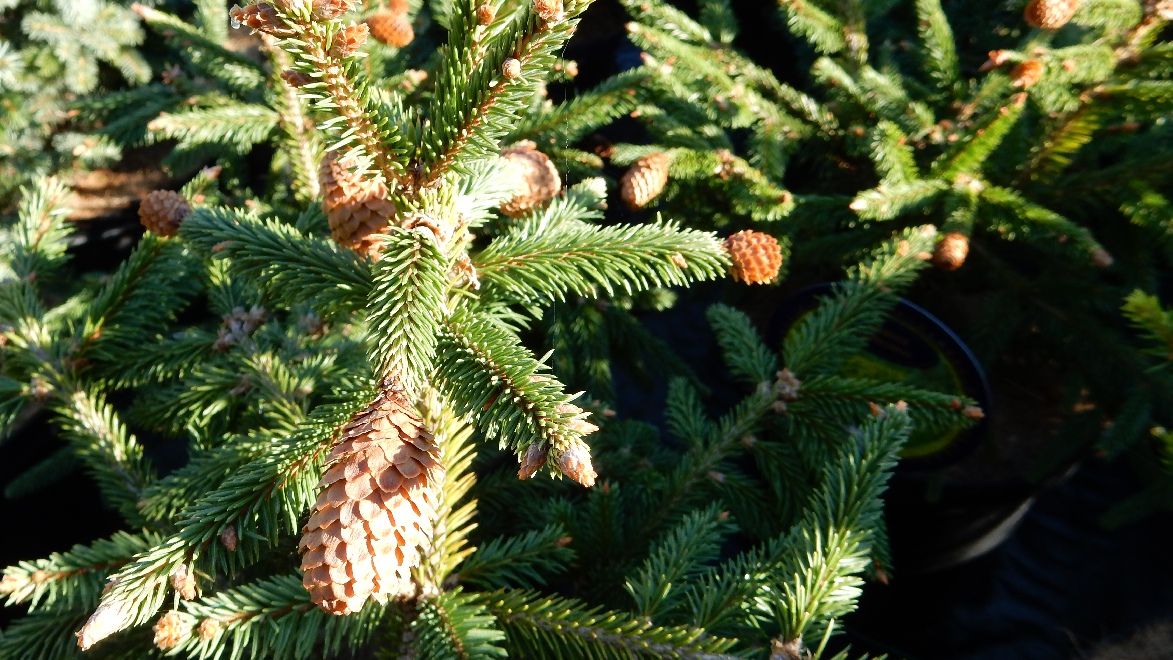 Picea abies 'Acrocona' 