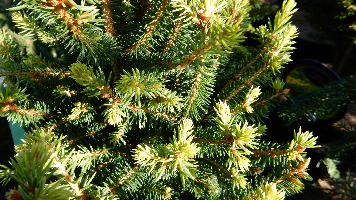 Picea abies 'Remontii' Servische spar