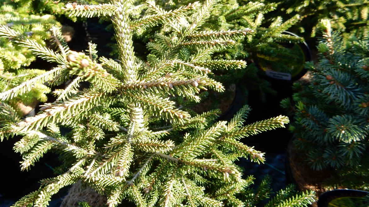 Picea orientalis 'Wittboldt' Oosterse Spar