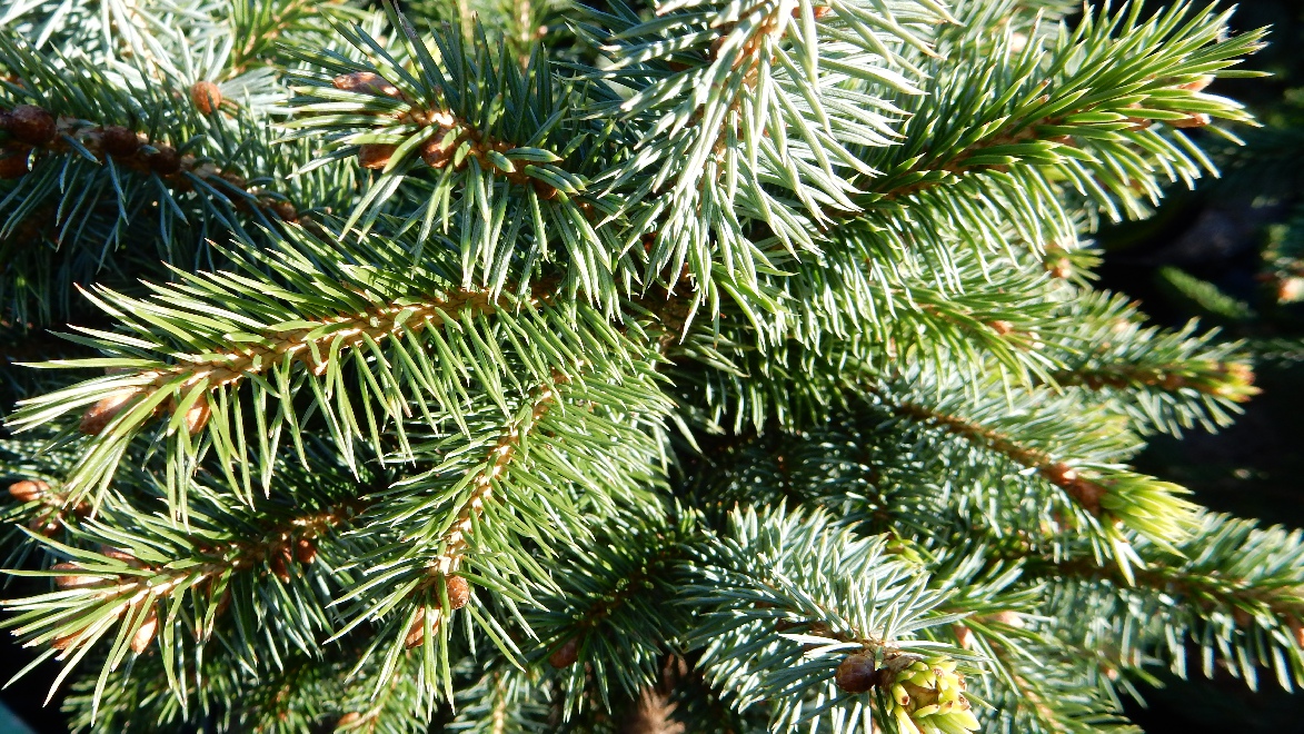Picea sitchensis 'Tenas' Dwergspar