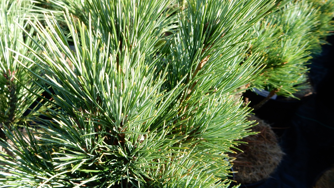 Pinus cembra 'Stricta' Dwergden