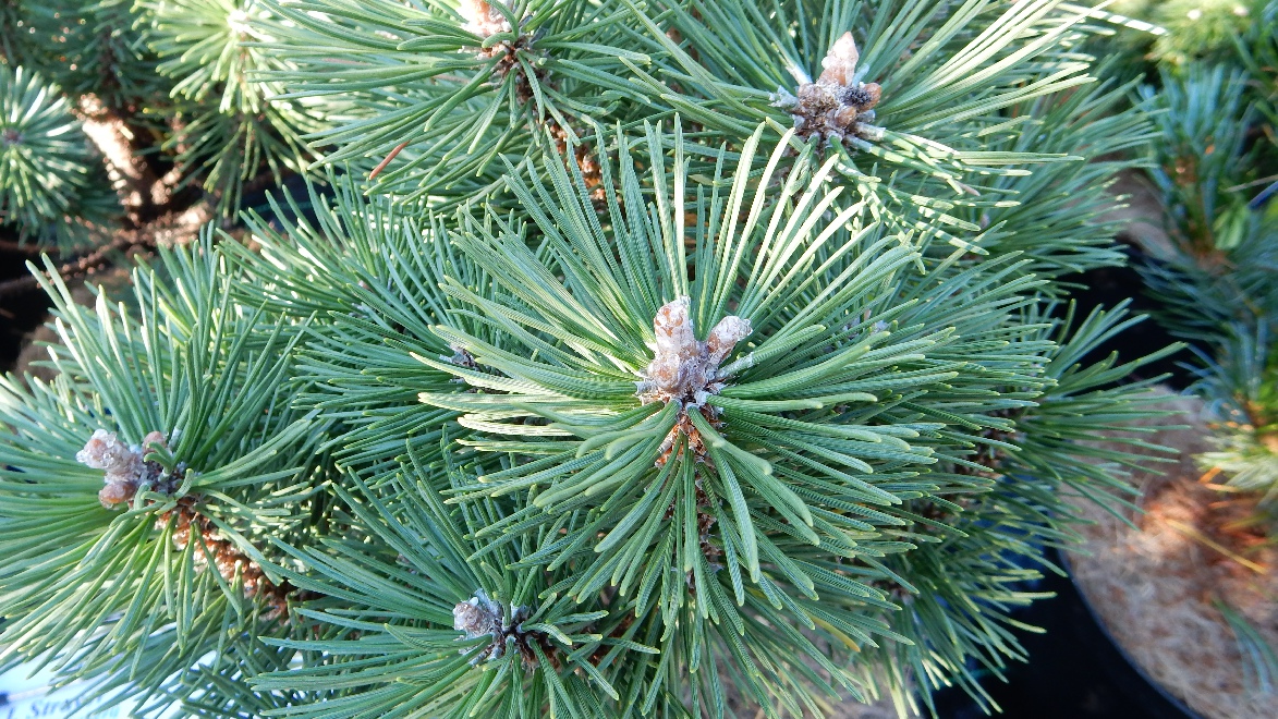 Pinus mugo 'Columbo' pinusden