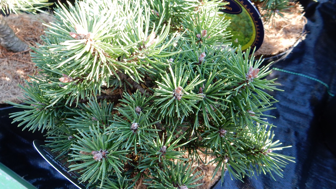 Pinus mugo 'Heinis Triumph' Dwergden