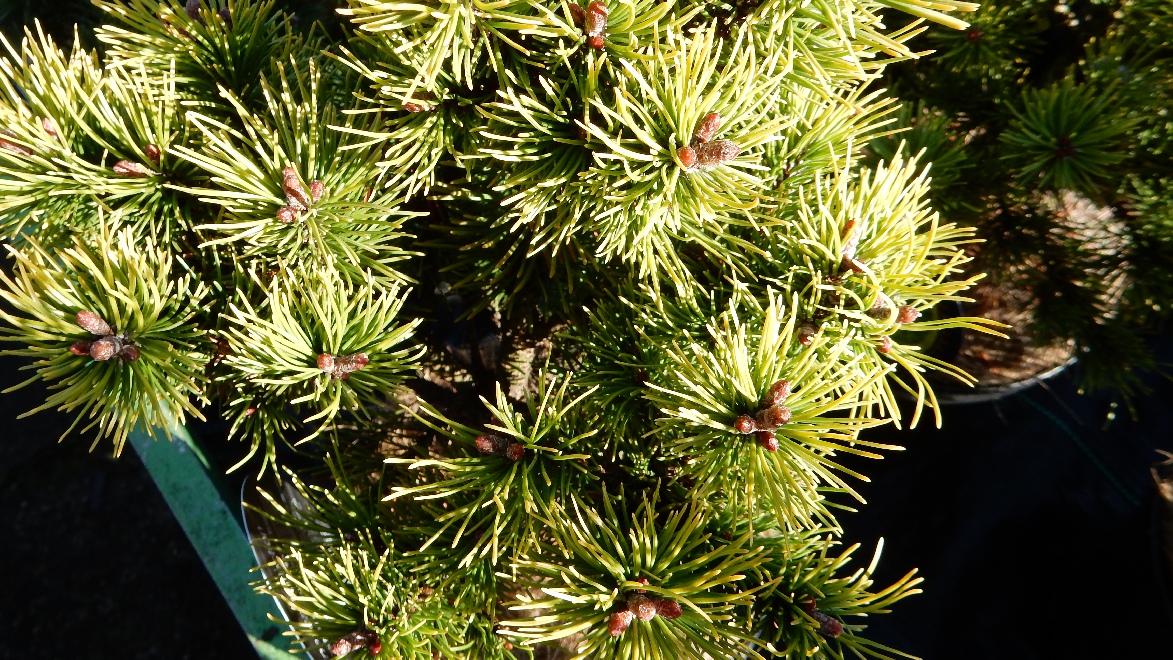 Pinus mugo 'Ophir' Dwergden