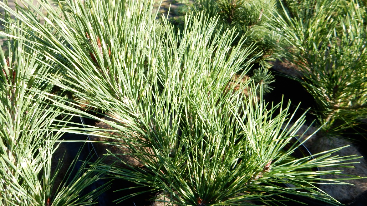 Pinus mugo 'Pal Maleter' Dwergden