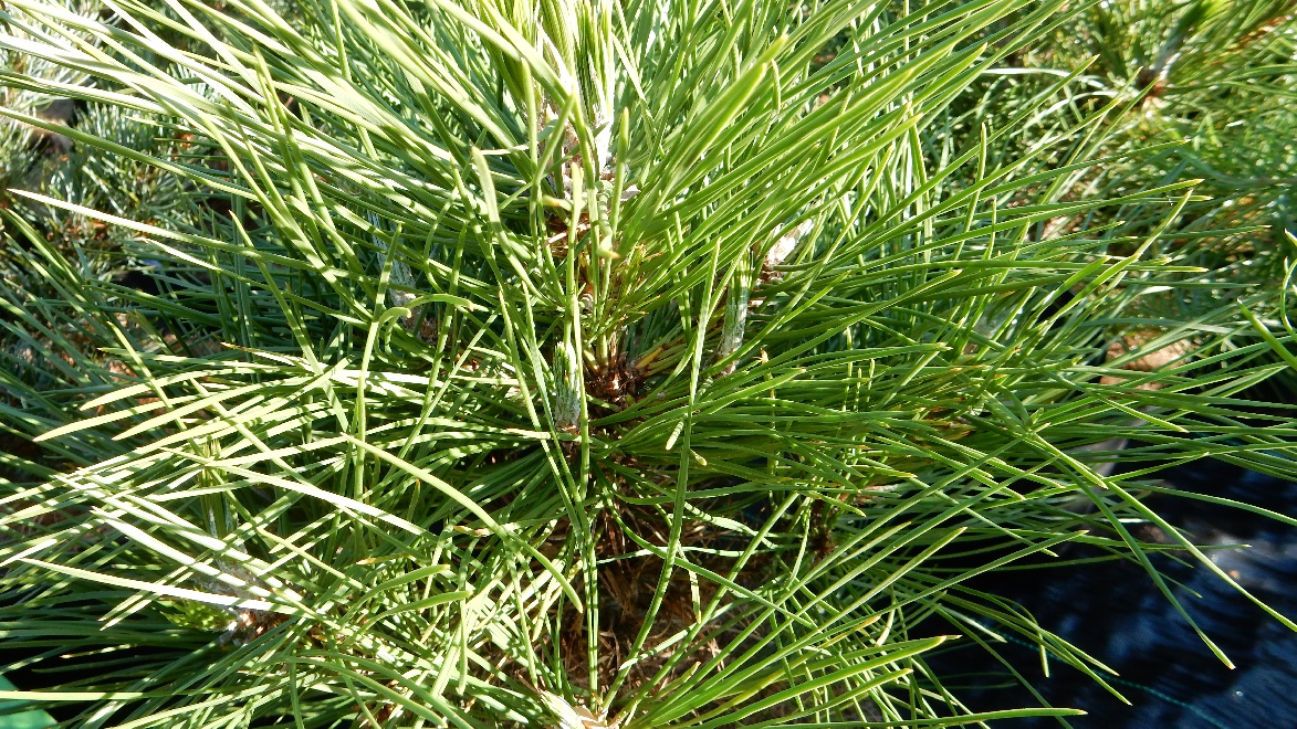 Pinus nigra 'Spielberg' Dwergden