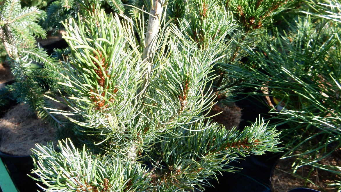Pinus parviflora 'Bergman' 