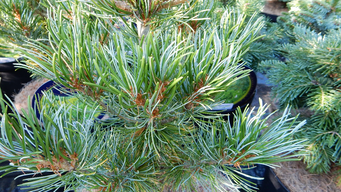 Pinus parviflora 'Blue Giant' Dwergden