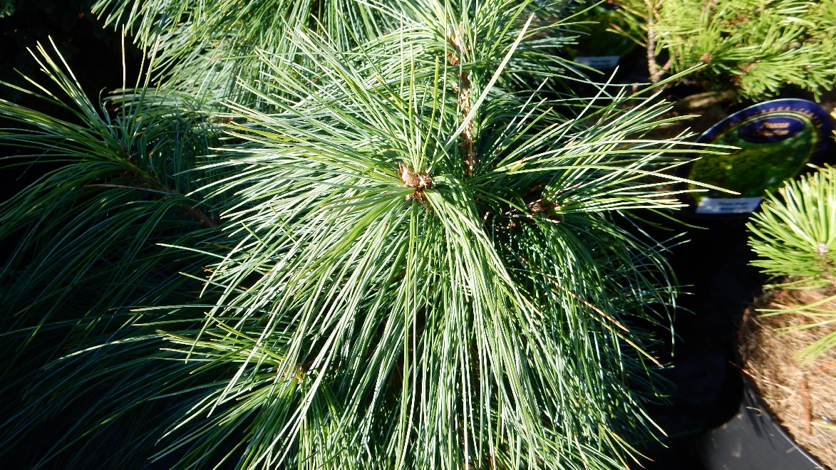 Pinus wallichiana 'Nana' 