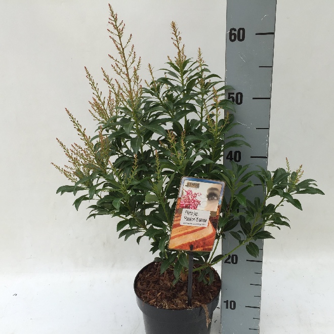 Pieris japonica 'Passion' Rode Rotsheide