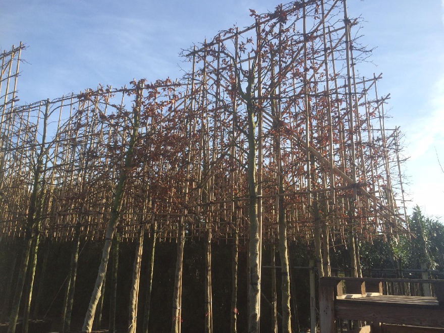 Fagus sylvatica Leivorm Leibeuk