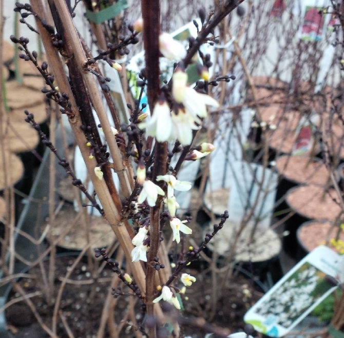 Abeliophyllum distichum Sneeuwforsythia, Witte Forsythia