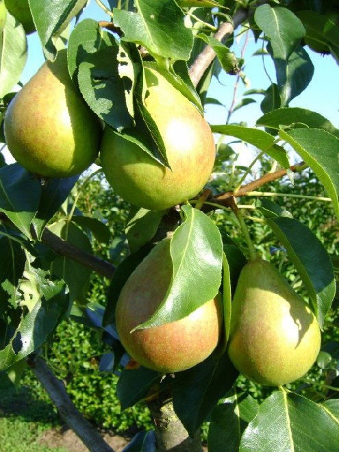 Pyrus communis 'Clapp's Favourite' Handpeer 'Clap's '