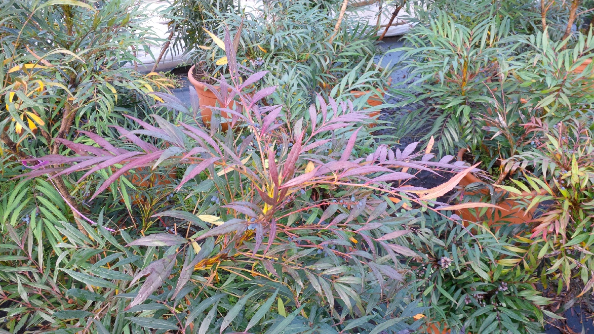 Mahonia confusa 'Narihira' Mahoniestruik