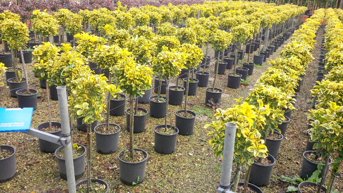 Euonymus japonicus 'Aureomarginatus' Kardinaalshoed