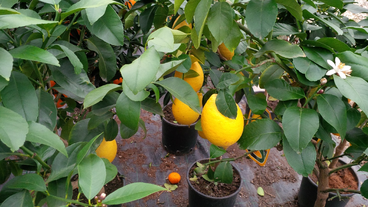 Citrus limone Citroen