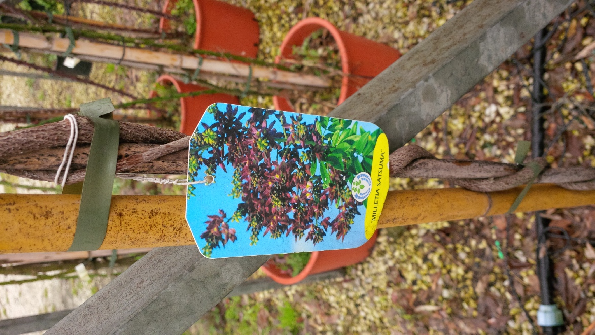 Millettia reticulata Zomerbloeiende Blauwe Regen