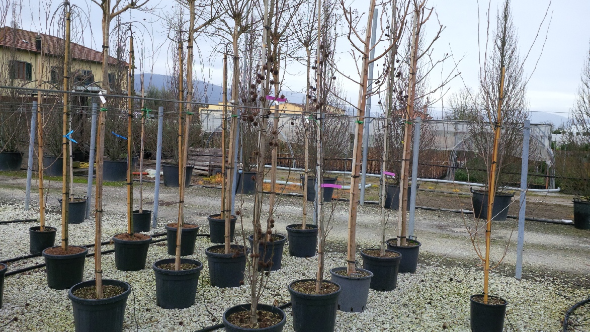 Liquidambar styraciflua 'Slender Silhouette' Zuilvormige Amberboom