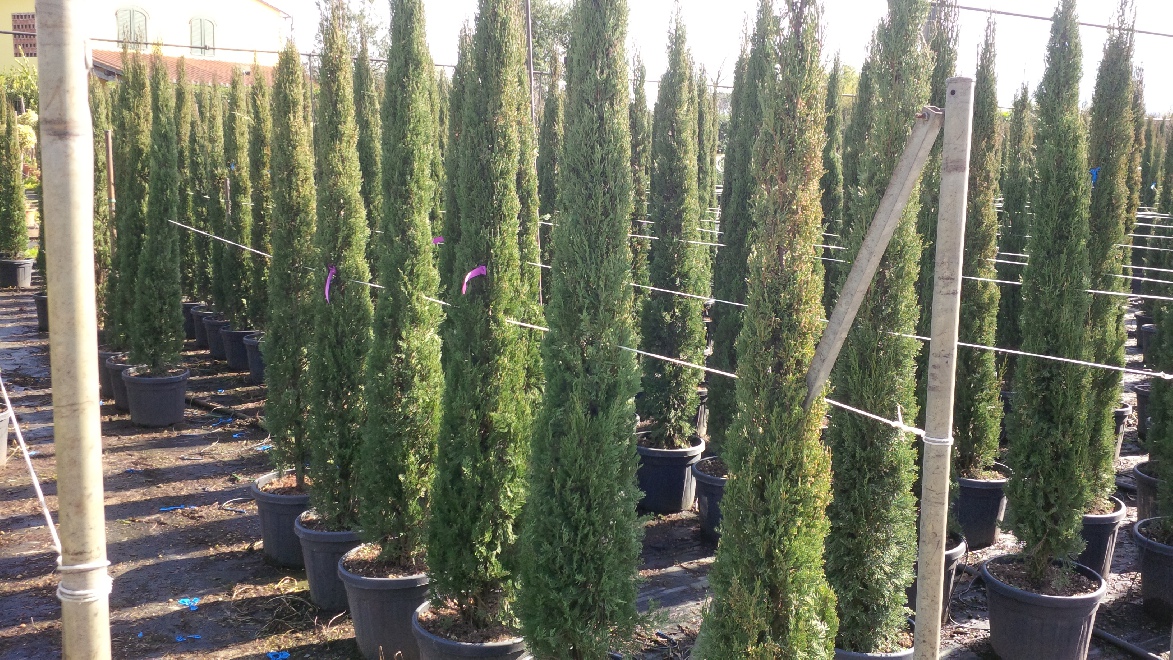 Cupressus sempervirens 'Stricta' Toscaanse Zuilcypres