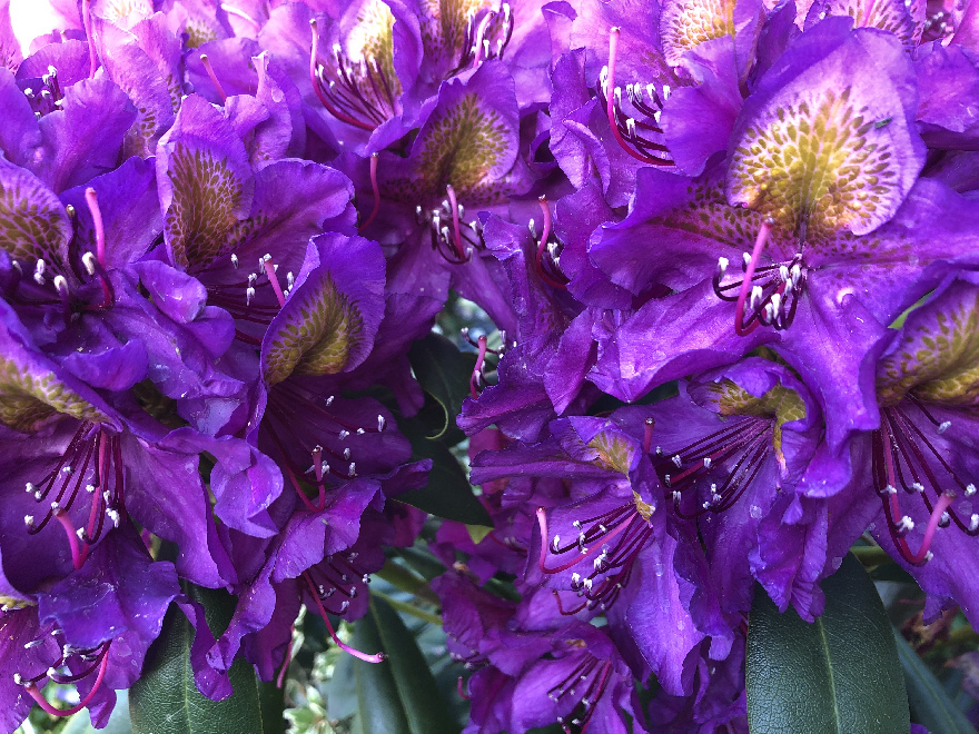 Rhododendron 'Marcel Menard' Paarse Ponticum Rhododendron