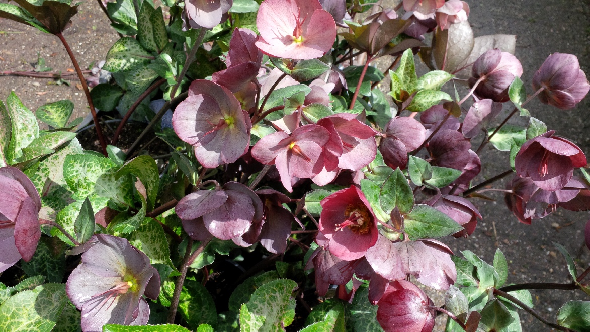 Helleborus 'BLT02' (Angel Glow) Kerstroos