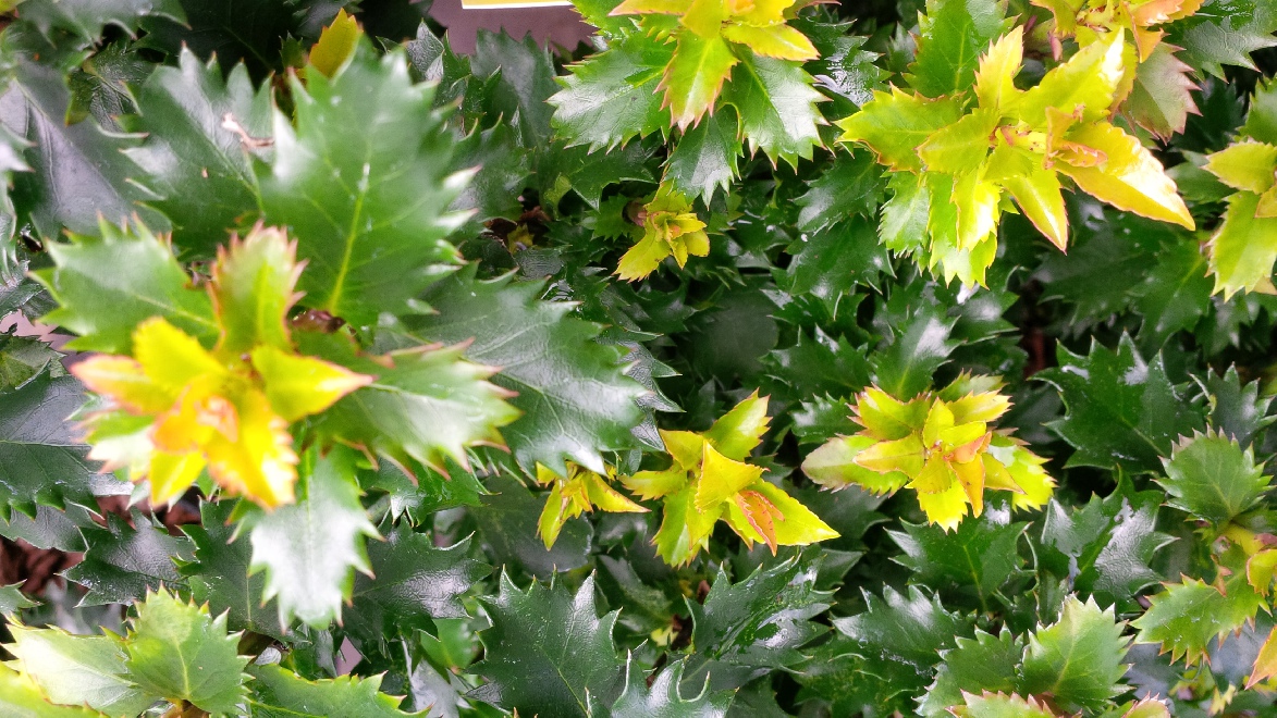 Ilex meserveae 'Little Sensation' hulst