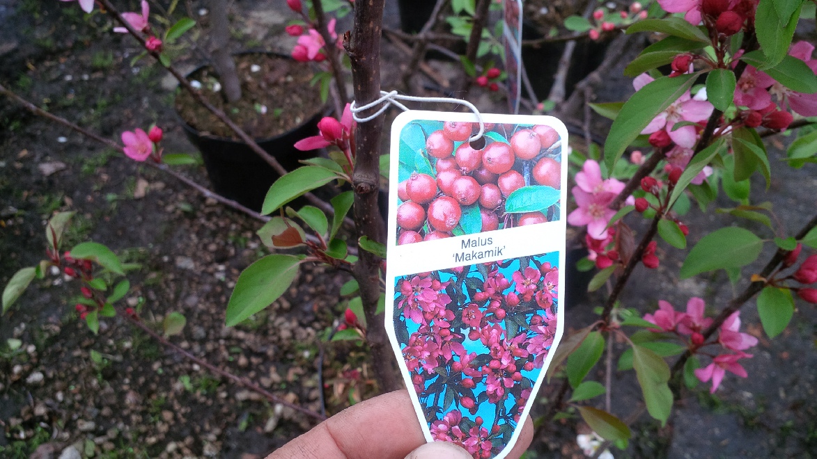 Malus 'Makamik' Roodbladige Sierappel