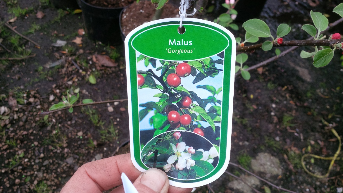 Malus 'Gorgeous' Sierappel