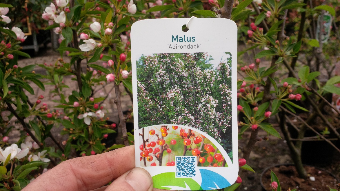 Malus 'Adirondack' Sierappel