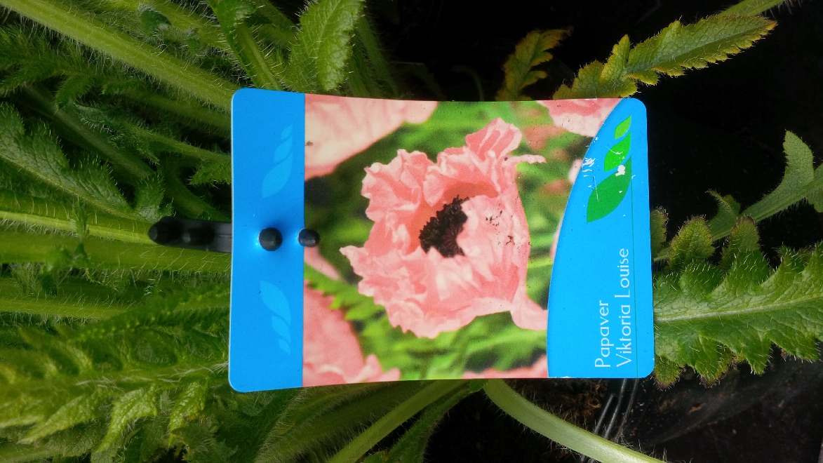 Papaver orientale 'Prinzessin Victoria Louise'  Roze Papaver, Klaproos
