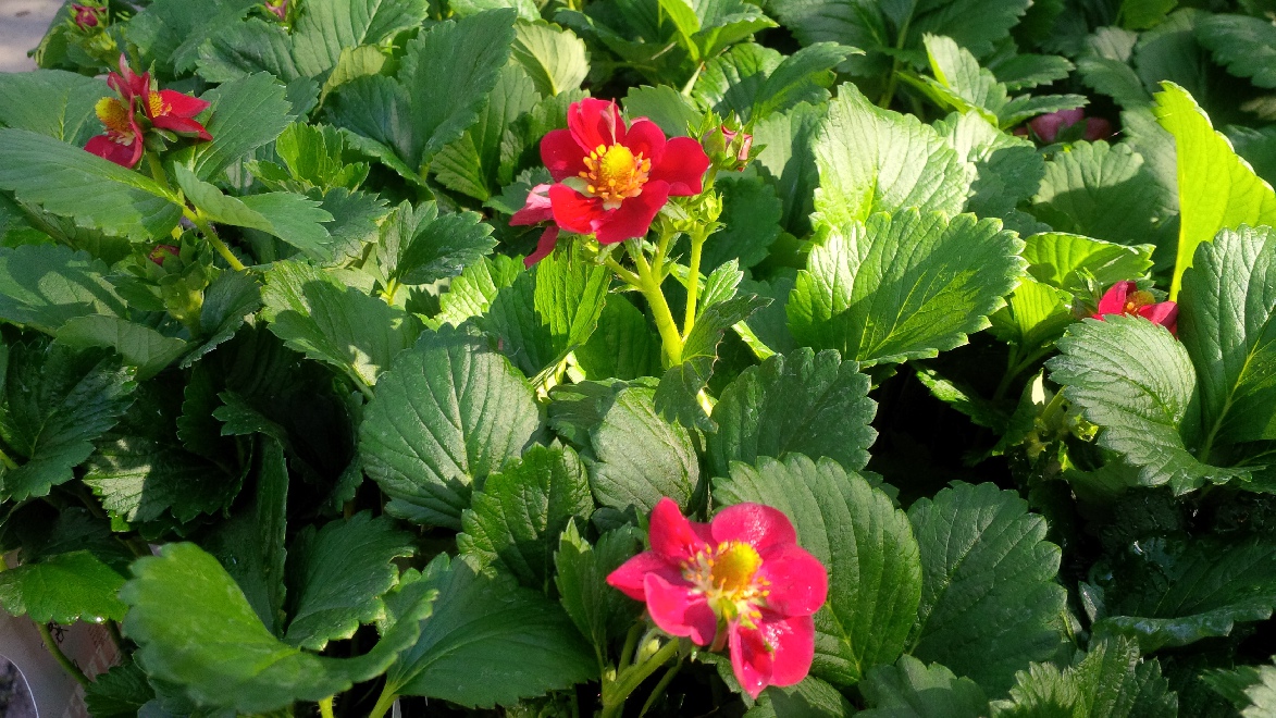 Fragaria ananassa 'Roman' Roodbloeiende Aardbei