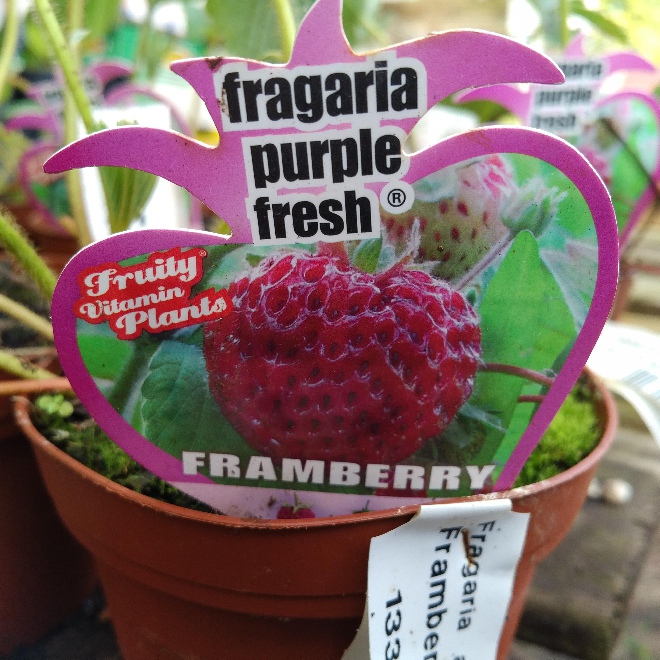 Fragaria ananassa 'Framberry' Framberry, Frambozenaardbei