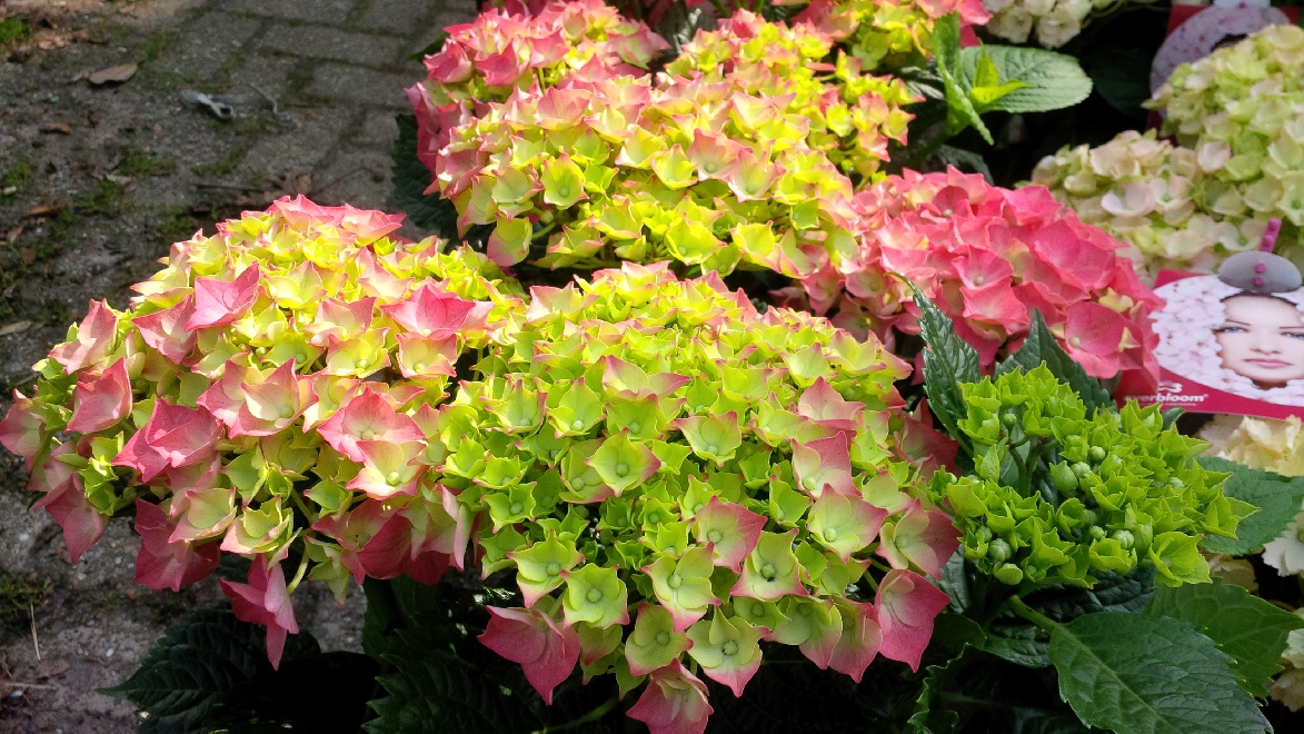 Hydrangea macrophylla 'Pink Wonder' (Everbloom Pink Wonder Rijkbloeiende Boerenhortensia