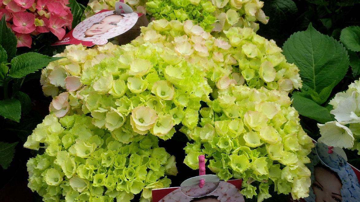 Hydrangea macrophylla 'Pink Wonder' (Everbloom Pink Wonder Rijkbloeiende Boerenhortensia