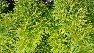 Taxus baccata 'David' Zuilvormige Venijnboom