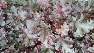 Heuchera 'Kiecakrul' (Melting Fire) Roodbladig Purperklokje