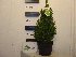 Picea glauca 'Conica' Groene Kerstspar