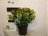 Skimmia japonica 'Godrie's Dwarf' DwergSkimmia
