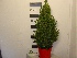 Picea glauca 'Conica' Groene Kerstspar