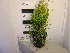 Thuja plicata 'Whipcord' Reuzenlevensboom