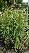 Panicum virgatum 'Shenandoah' Gierst, Vingergras