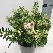 Euonymus japonicus 'Heespierrolino' (syn. Pierrolino) Bontbladige kardinaalshoed