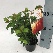 Ilex meserveae 'Mondo' (Magical Little Rascal) Bolvormige DwergHulst