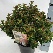 Ilex meserveae 'Mondo' (Magical Little Rascal) Bolvormige DwergHulst