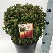 Ilex meserveae 'Mondo' (Magical Little Rascal) Bolvormige DwergHulst